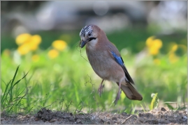 <p>SOJKA OBECNÁ (Garrulus glandarius) /Eurasian jay - Eichelhäher/</p>